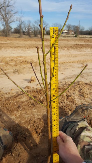 Baby peach tree before pruing