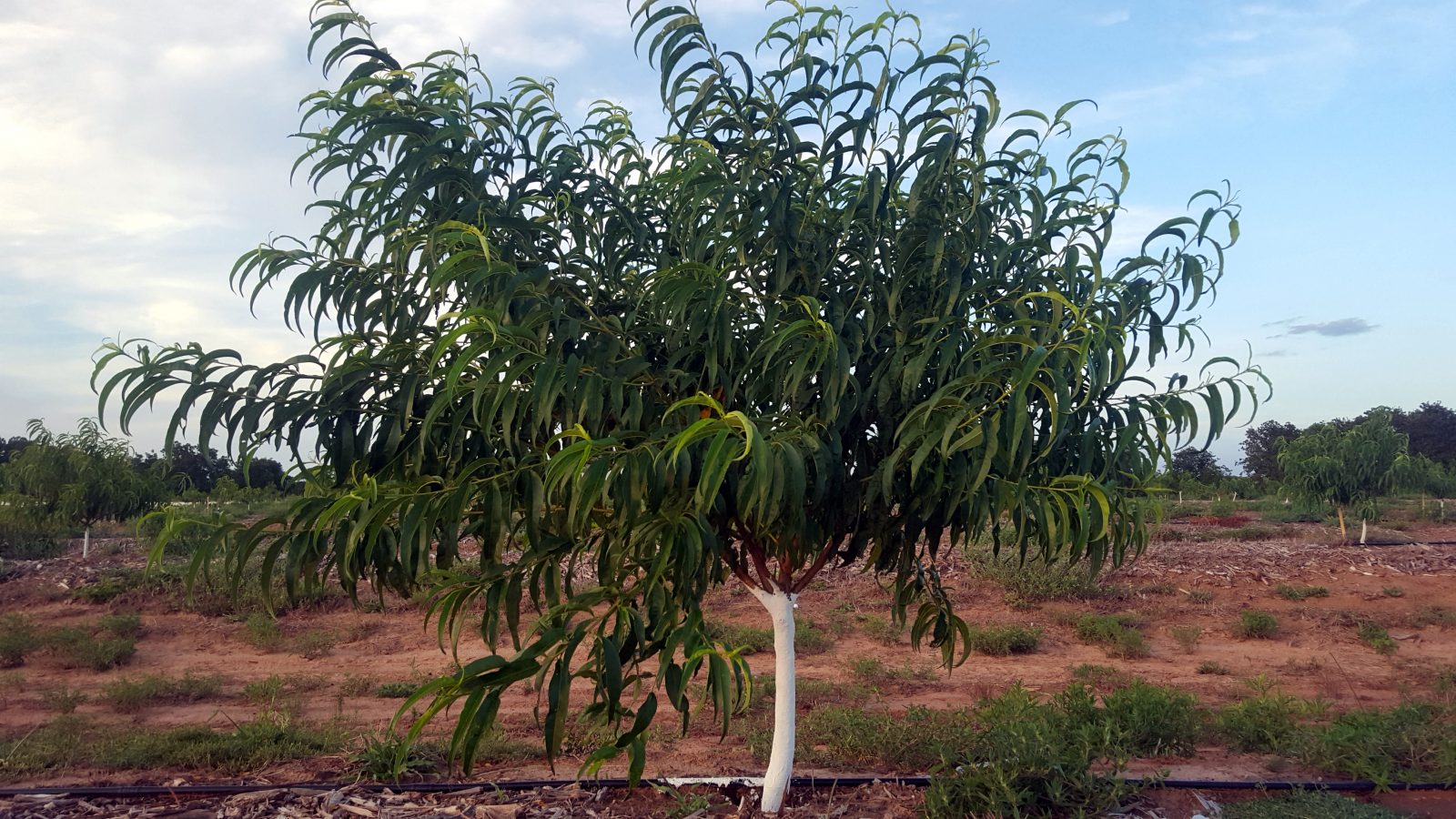 Planting 520 New Peach Trees The Orchard Stephenville