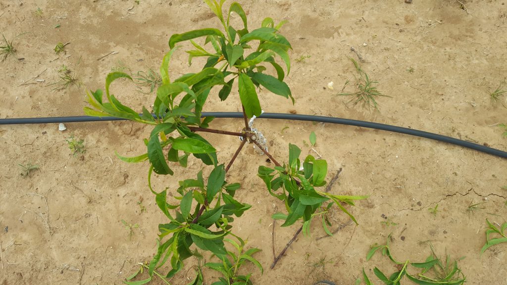 Pruning Baby Peach Trees Selecting Main Scaffold Branches The