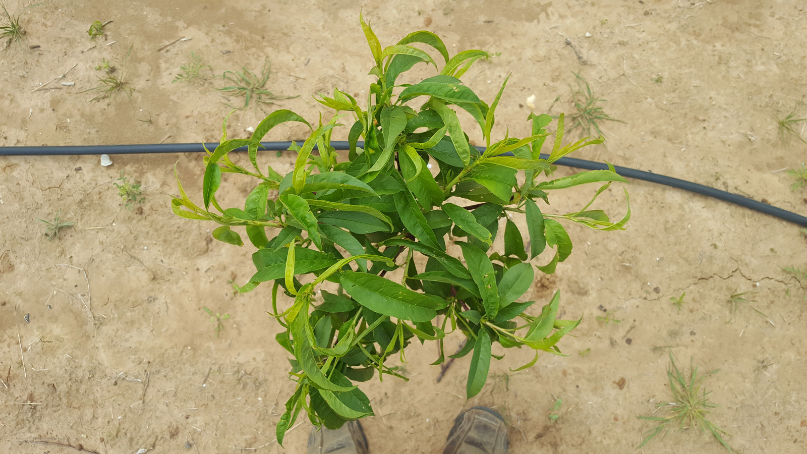 Pruning Baby Peach Trees | Selecting Main Scaffold Branches