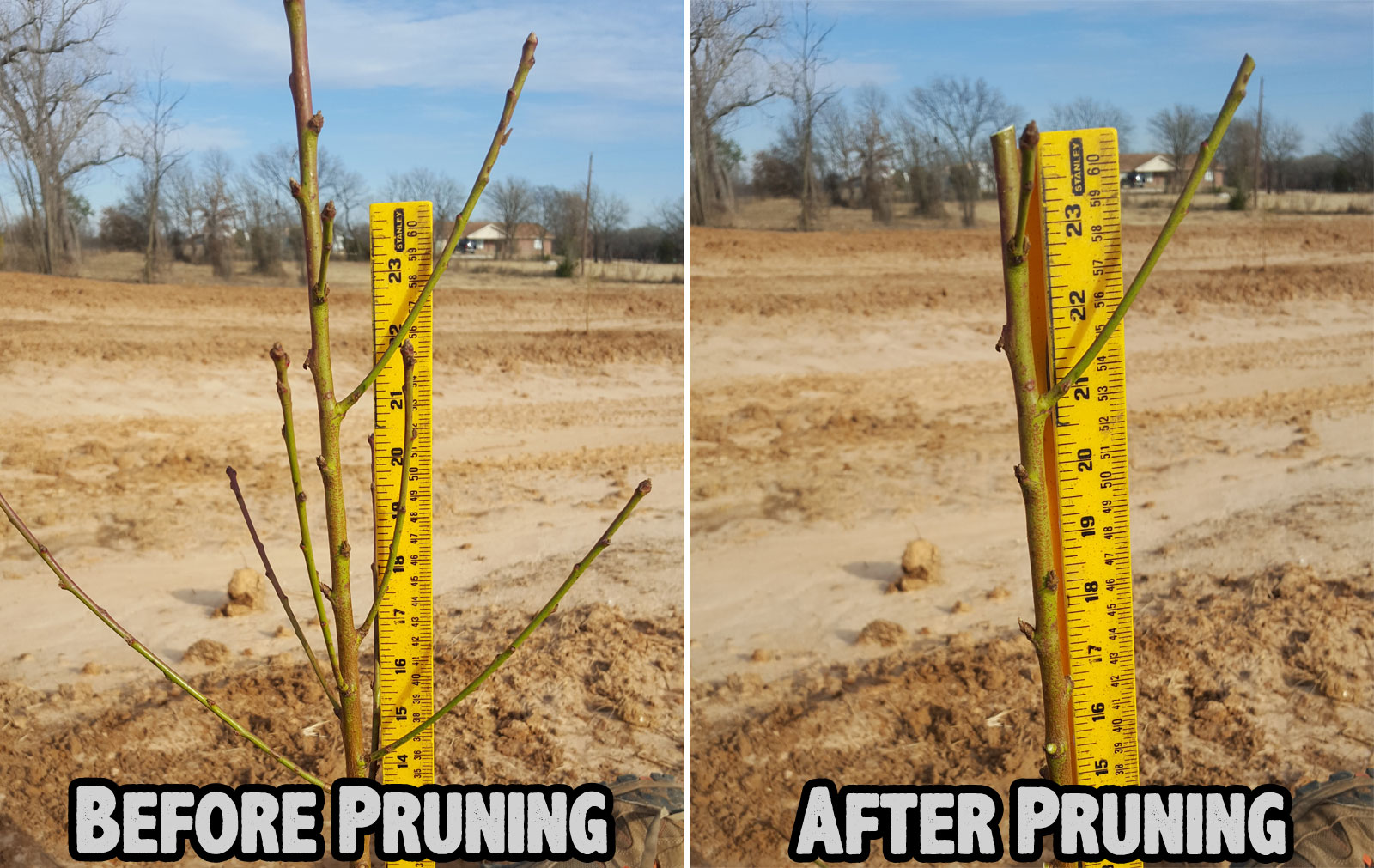 beforeandafterpruninganewpeachtree1 The Orchard Stephenville