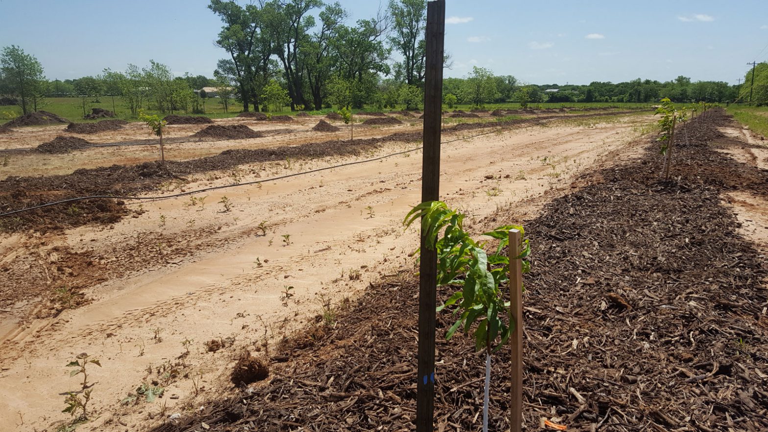 Compost and Mulch for Peach Trees The Orchard Stephenville