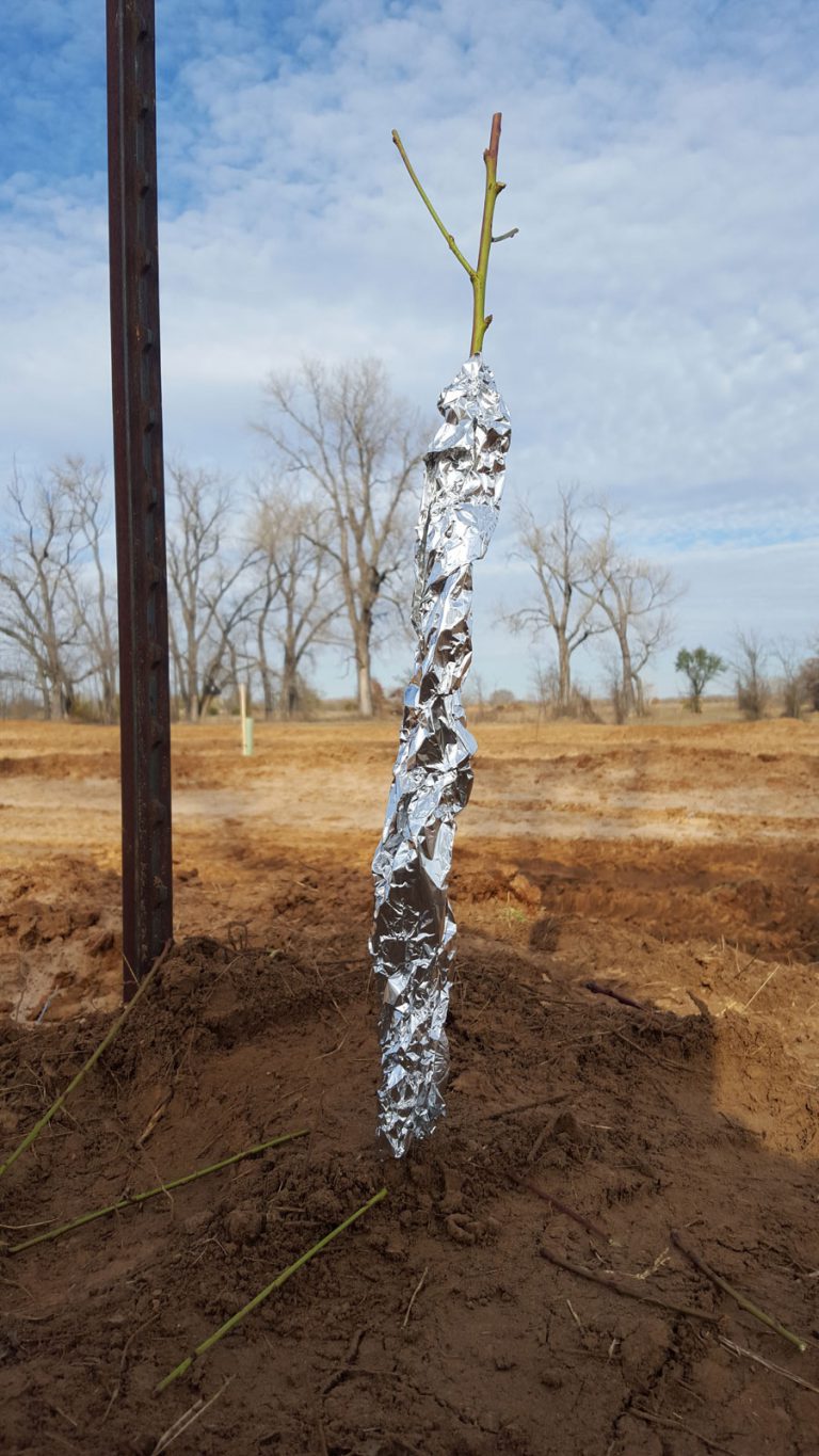Why do people paint trees white? The Orchard Stephenville