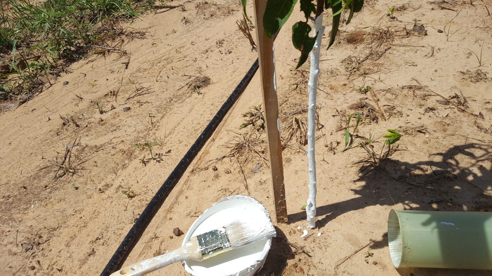 Why do people paint trees white? The Orchard Stephenville