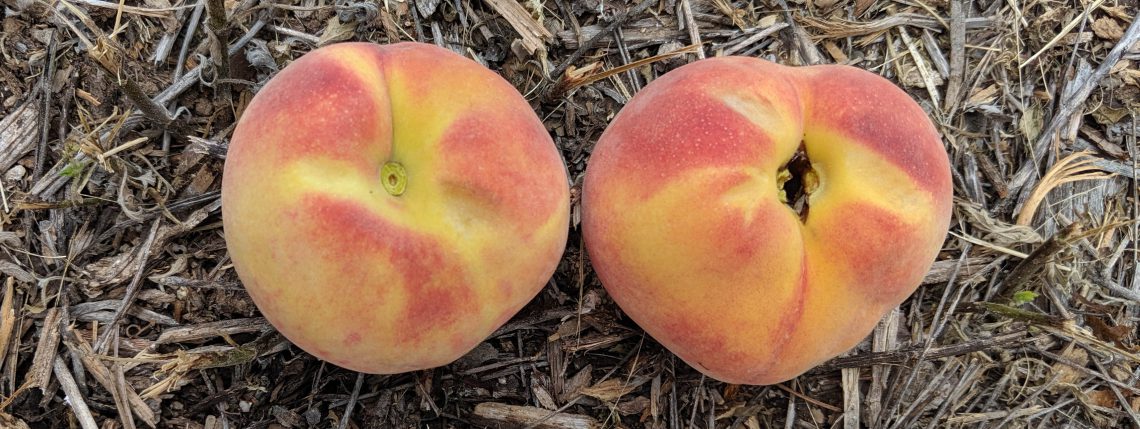 split pit peach