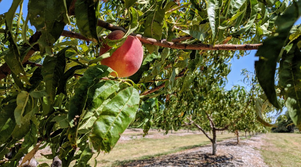 The Last Peach of Summer 2019