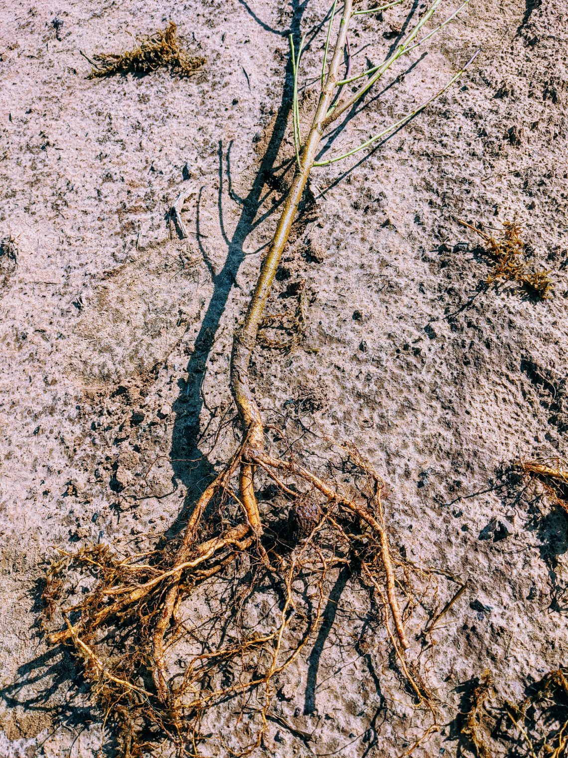 Planting 260 New Peach Trees The Orchard Stephenville