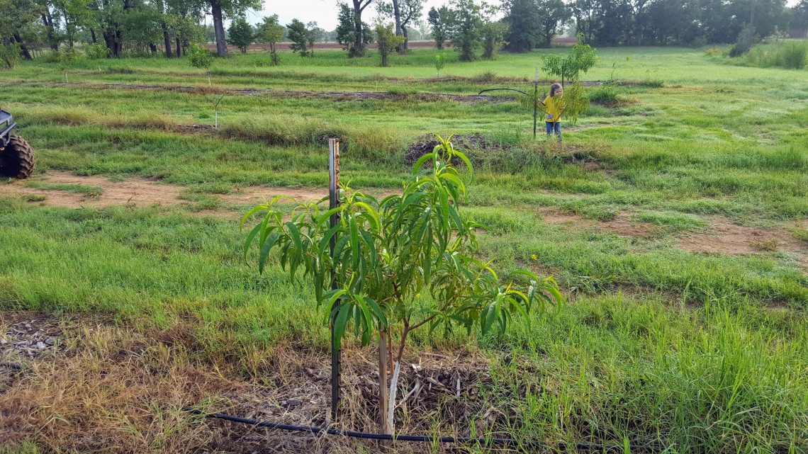 So you want to start a peach orchard? – The Orchard Stephenville