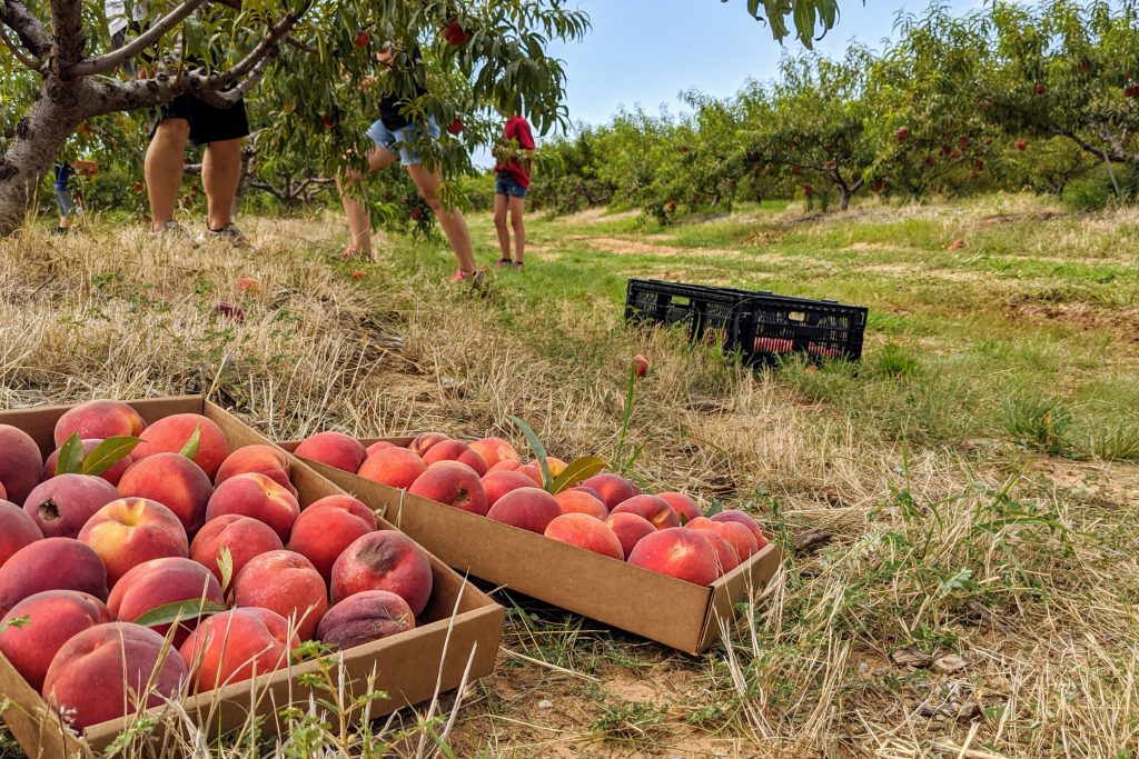 peach orchard harvest