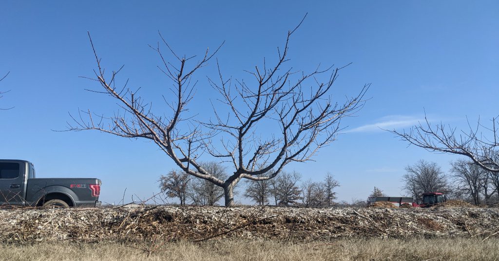 Do You Have to Prune Peach Trees? The Orchard Stephenville