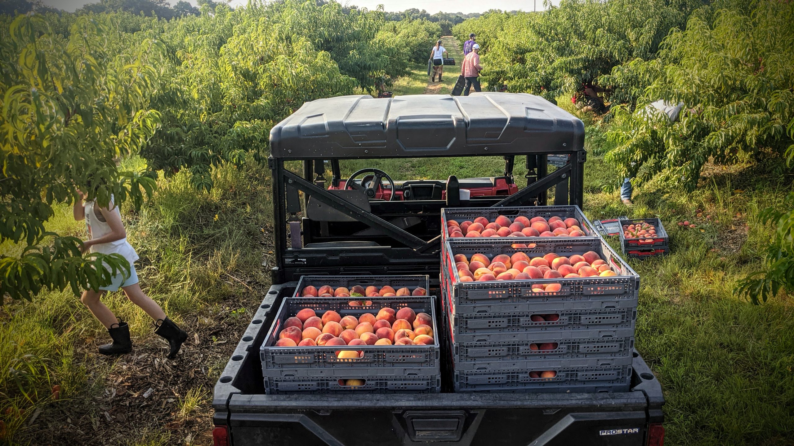 real farm real peaches