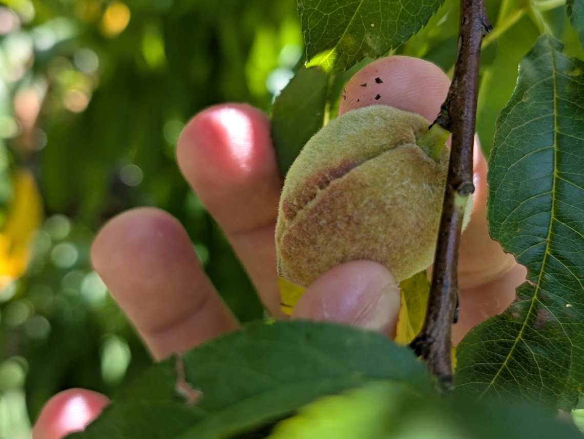 No Peaches for 2025